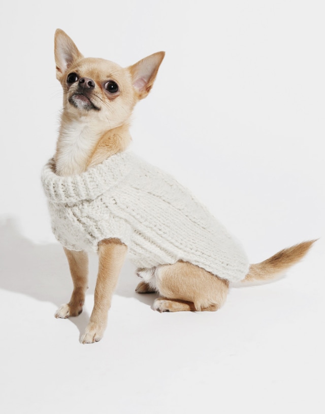 Sonny dog coat 640px