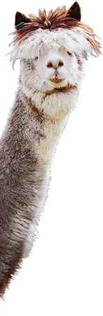 THE ALPACAS ARE ATTACKING